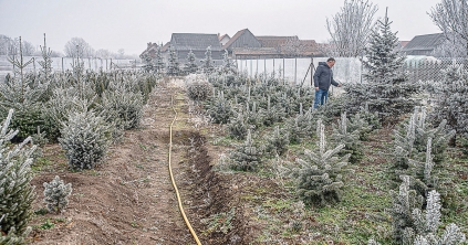 Hogyan teleltessük növényeinket?